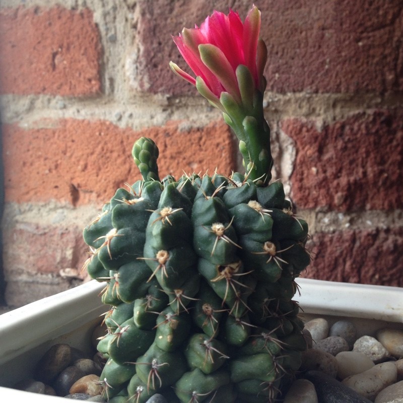 کاکتوس چانه