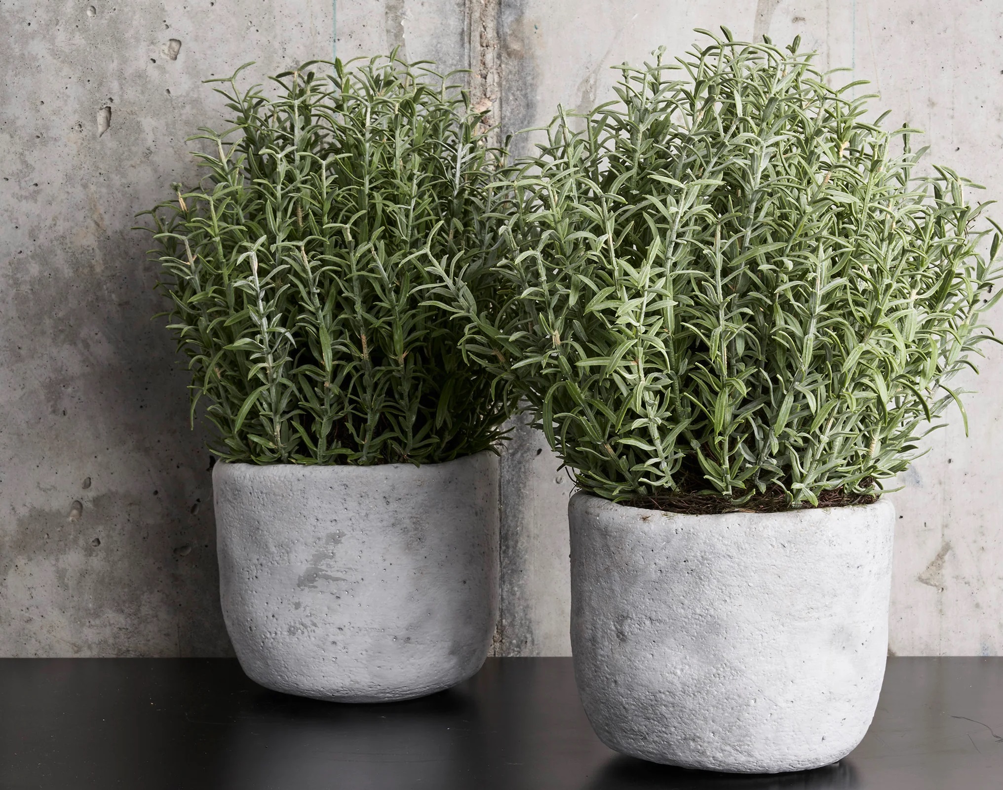 گلدان گیاه رزماری