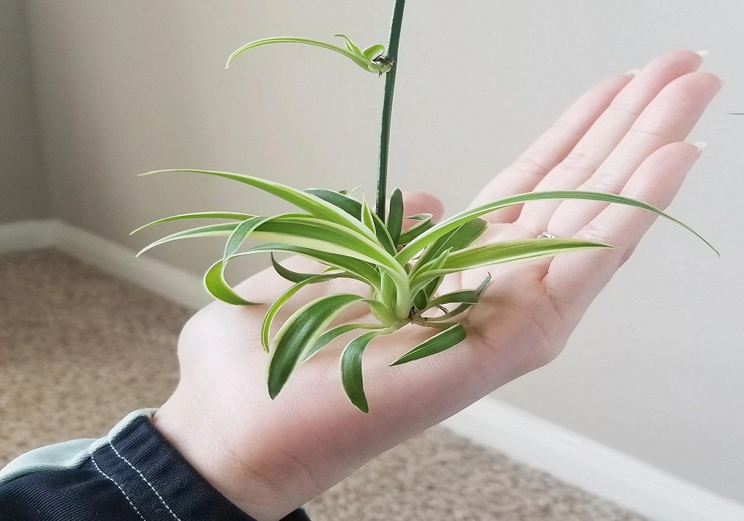 گیاهچه گل گندمی