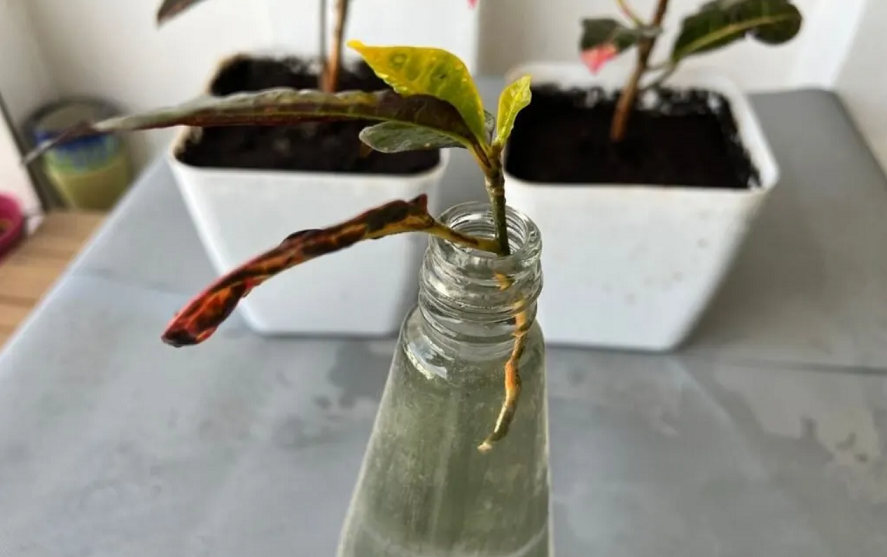 تکثیر در آب گل کروتون