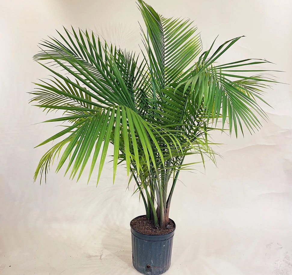 گل آپارتمانی با برگ پهن