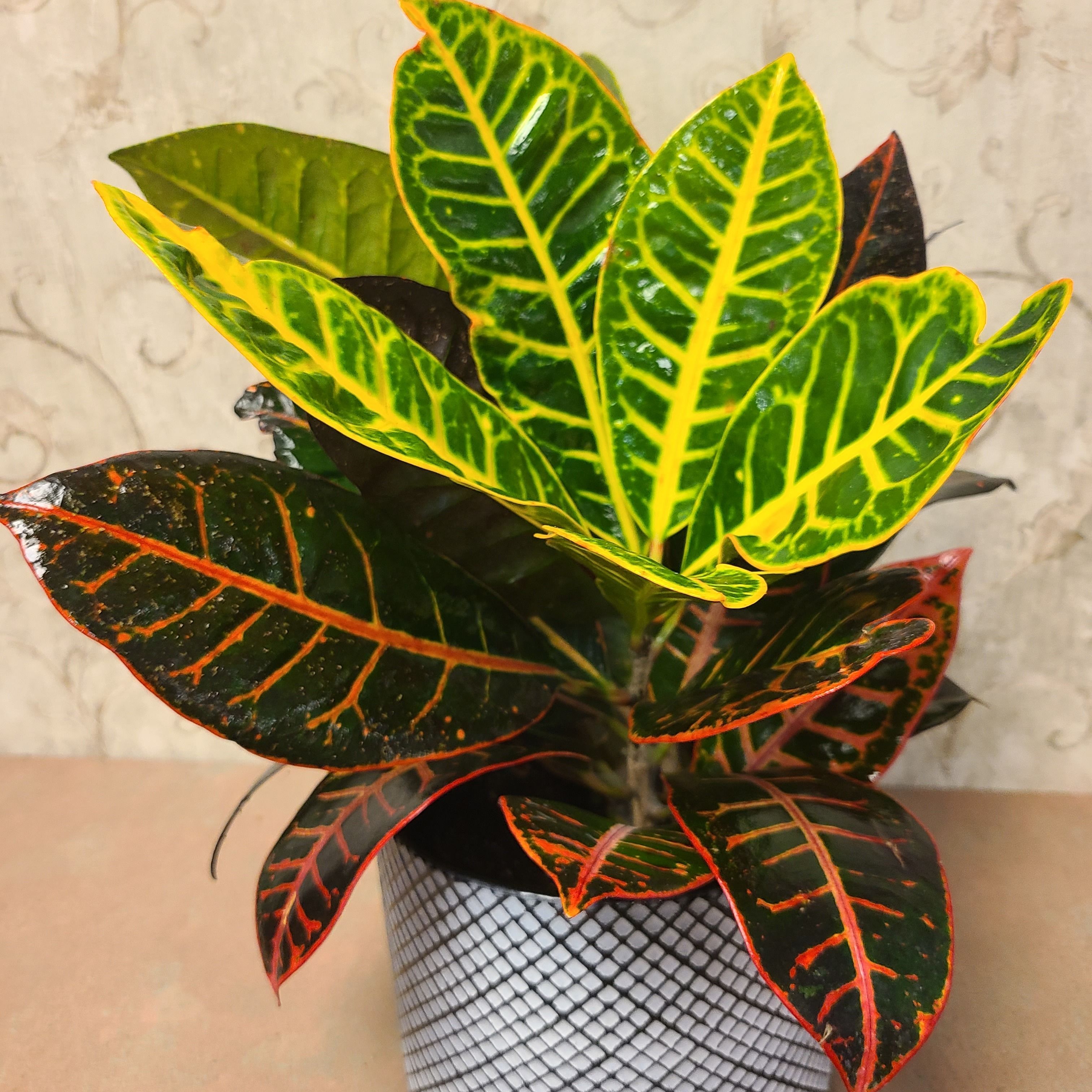 نگهداری گل کروتون