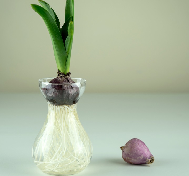 کاشت پیاز سنبل در آب