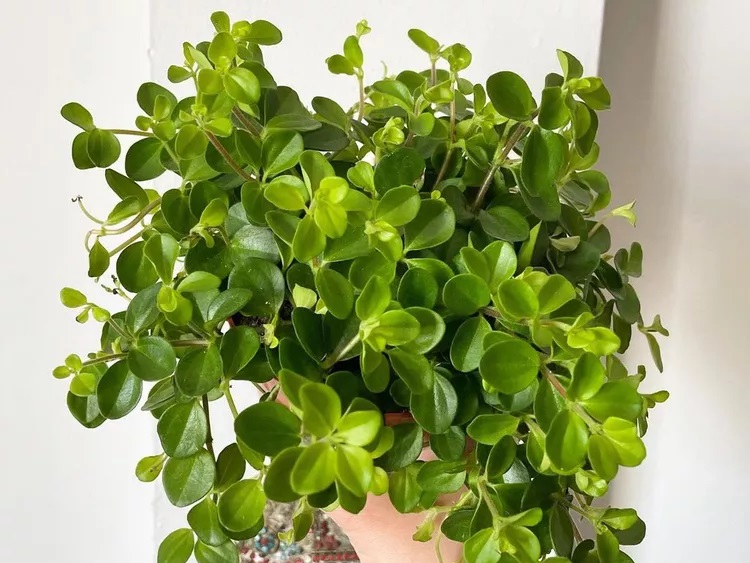 انواع گل پپرومیا