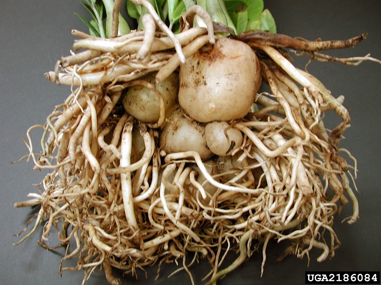 تکثیر زاموفیلیا