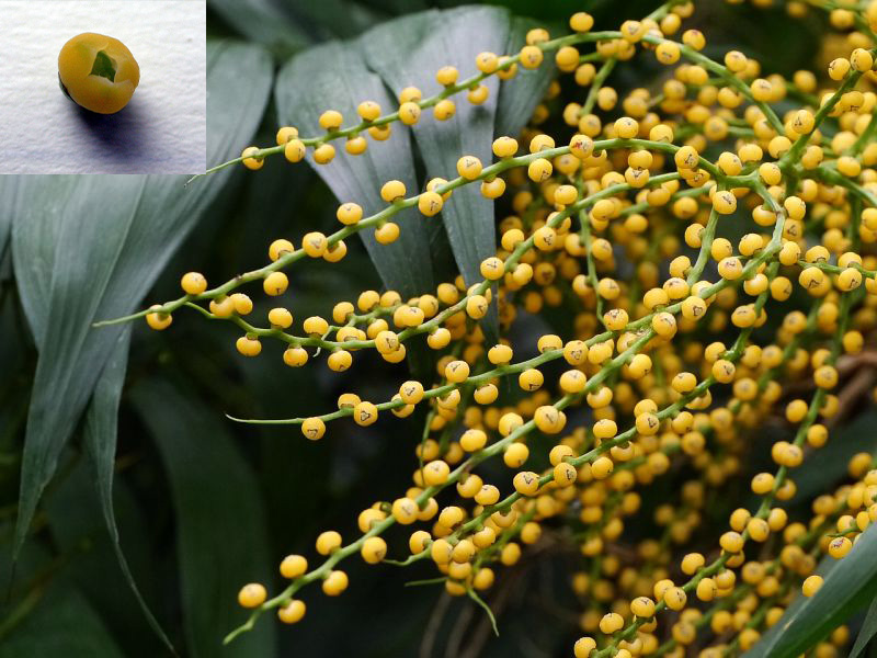 گلدهی نخل شمادورا