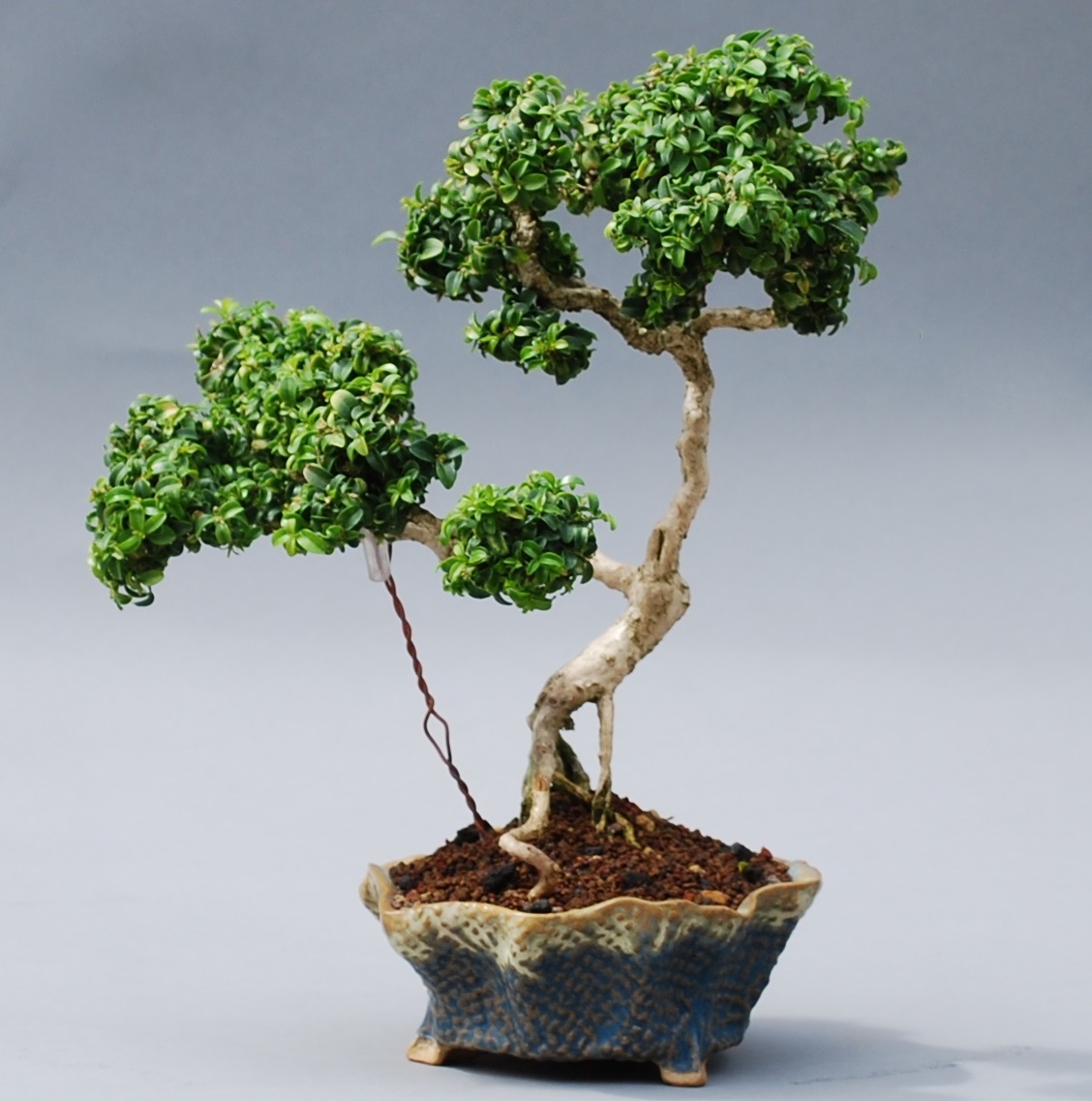 بیماری های شمشاد