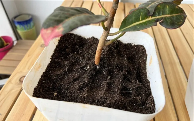 تکثیر گل کروتون