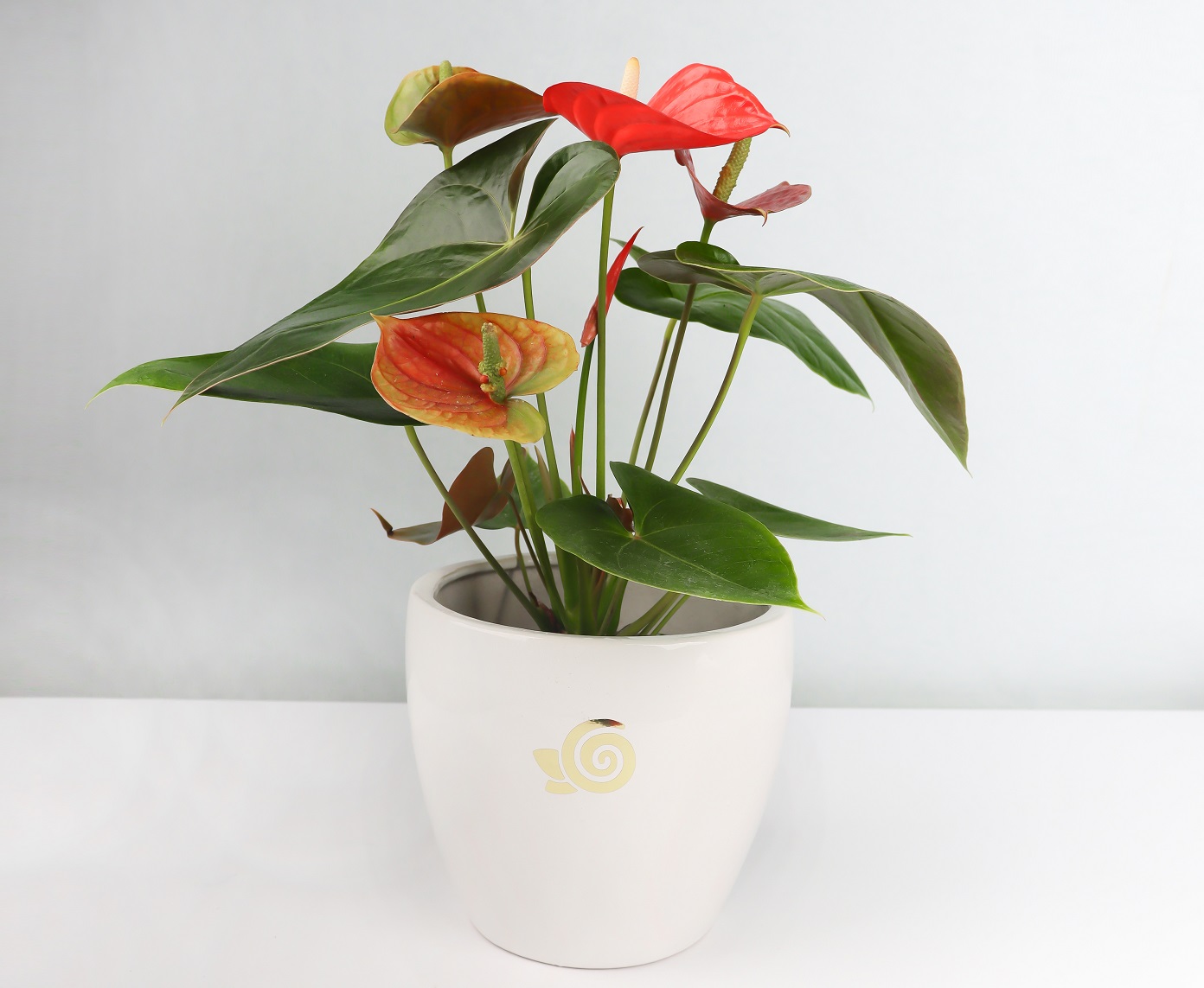 نگهداری از گل آنتوریوم