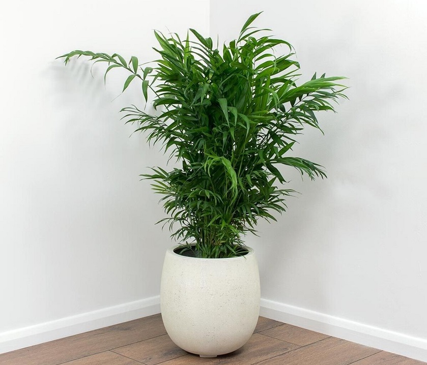 نخل اریکا تصفیه کننده هوا