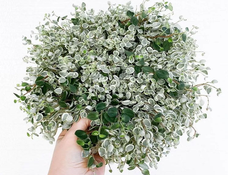 گل آپارتمانی قاشقی