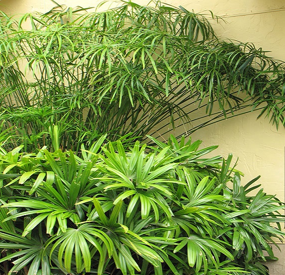 پرپشت شدن نخل مرداب