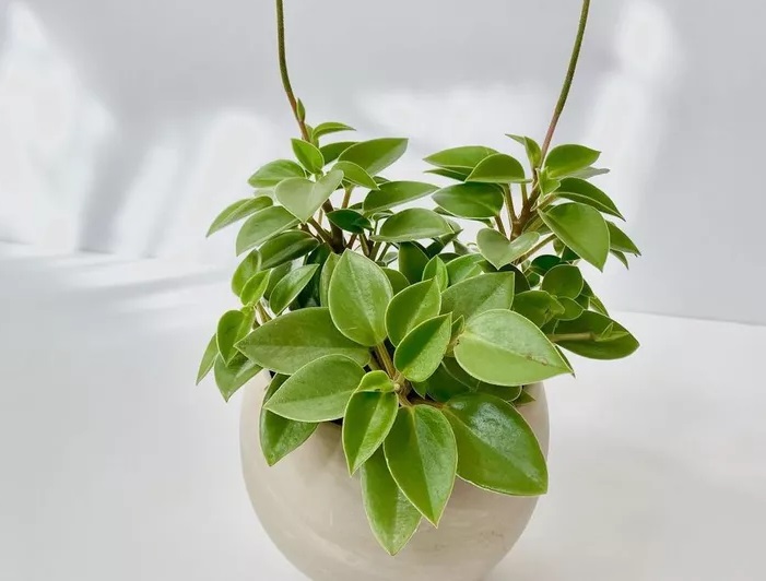 گل قاشقی سبز