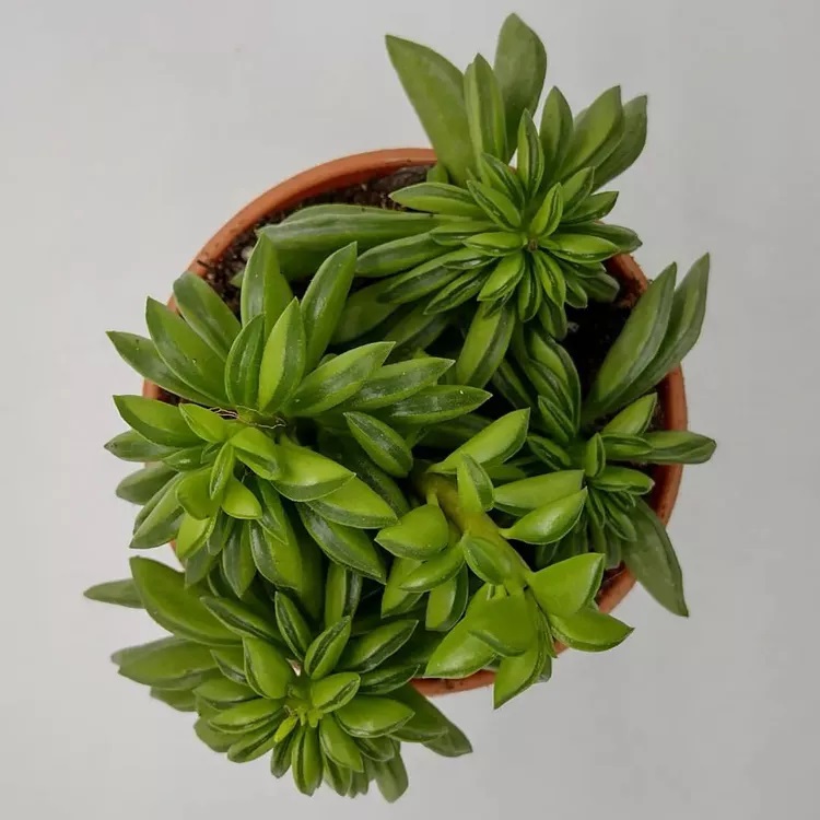 انواع گل قاشقی