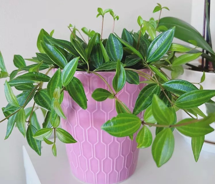 گل قاشقی سوسکی