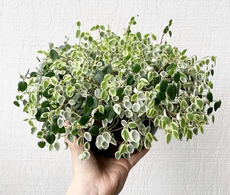 انواع قاشقی