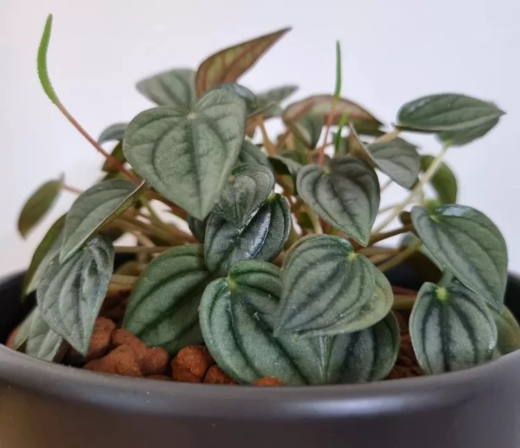 گل قاشقی پیچکی