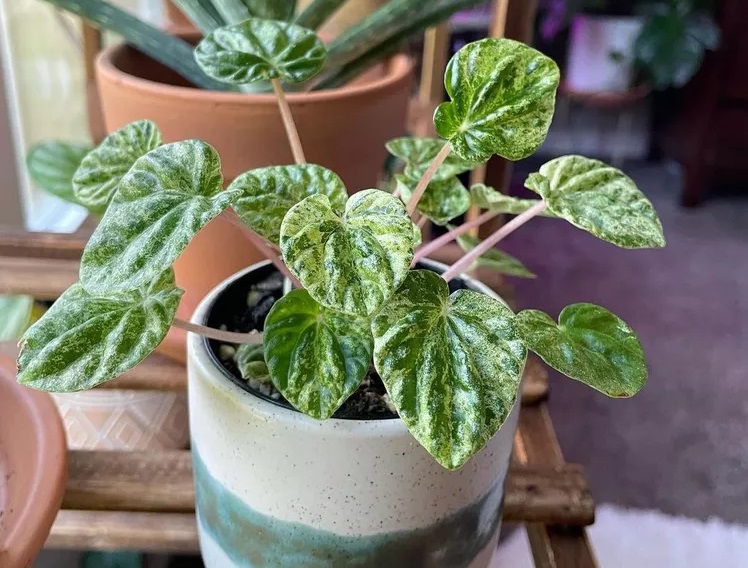 انواع گل قاشقی