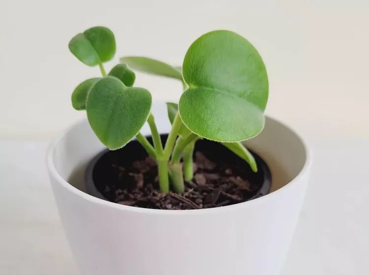 برگ قاشقی پرز دار