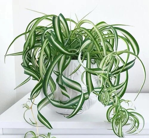 اناع گل گندمی زیبا