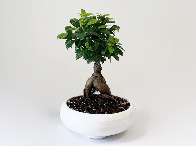 نحوه نگهداری بونسای جنسینگ