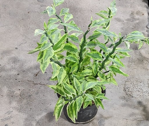 روش تکثیر پدیلانتوس