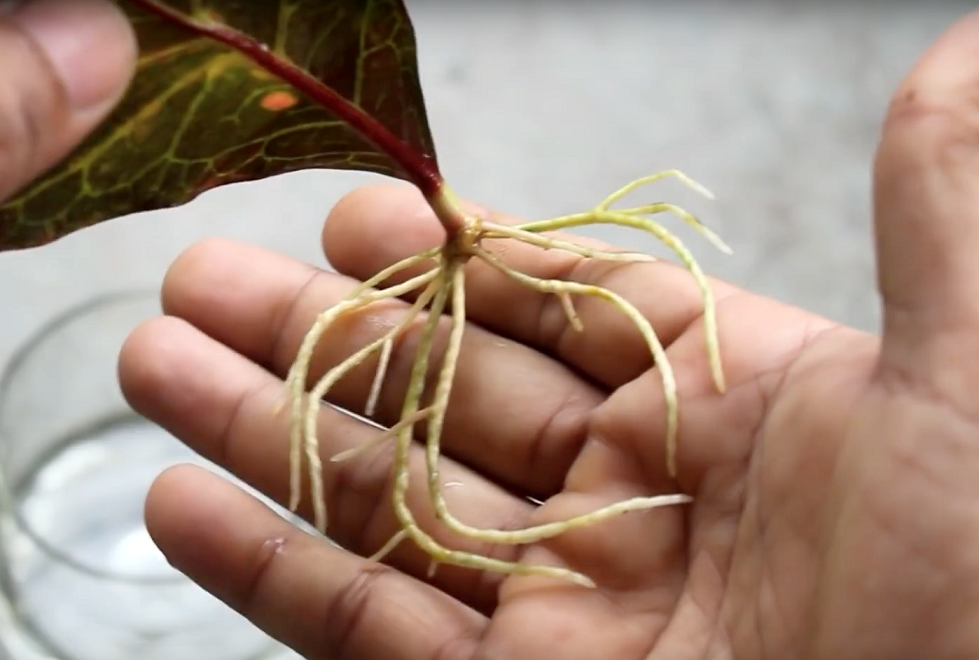 تکثیر با برگ گل کروتون