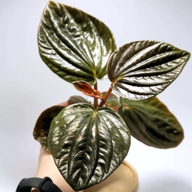 گل قاشقی متالیک