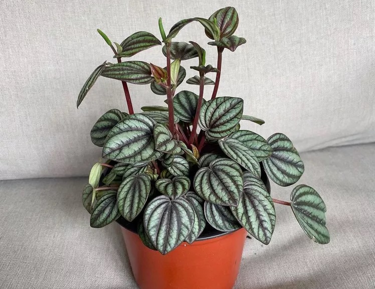 انواع گل برگ قاشقی