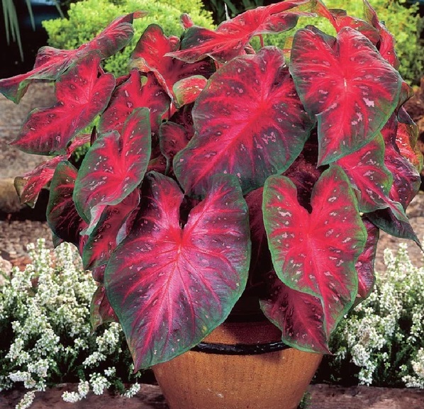 گل برگ پهن قرمز