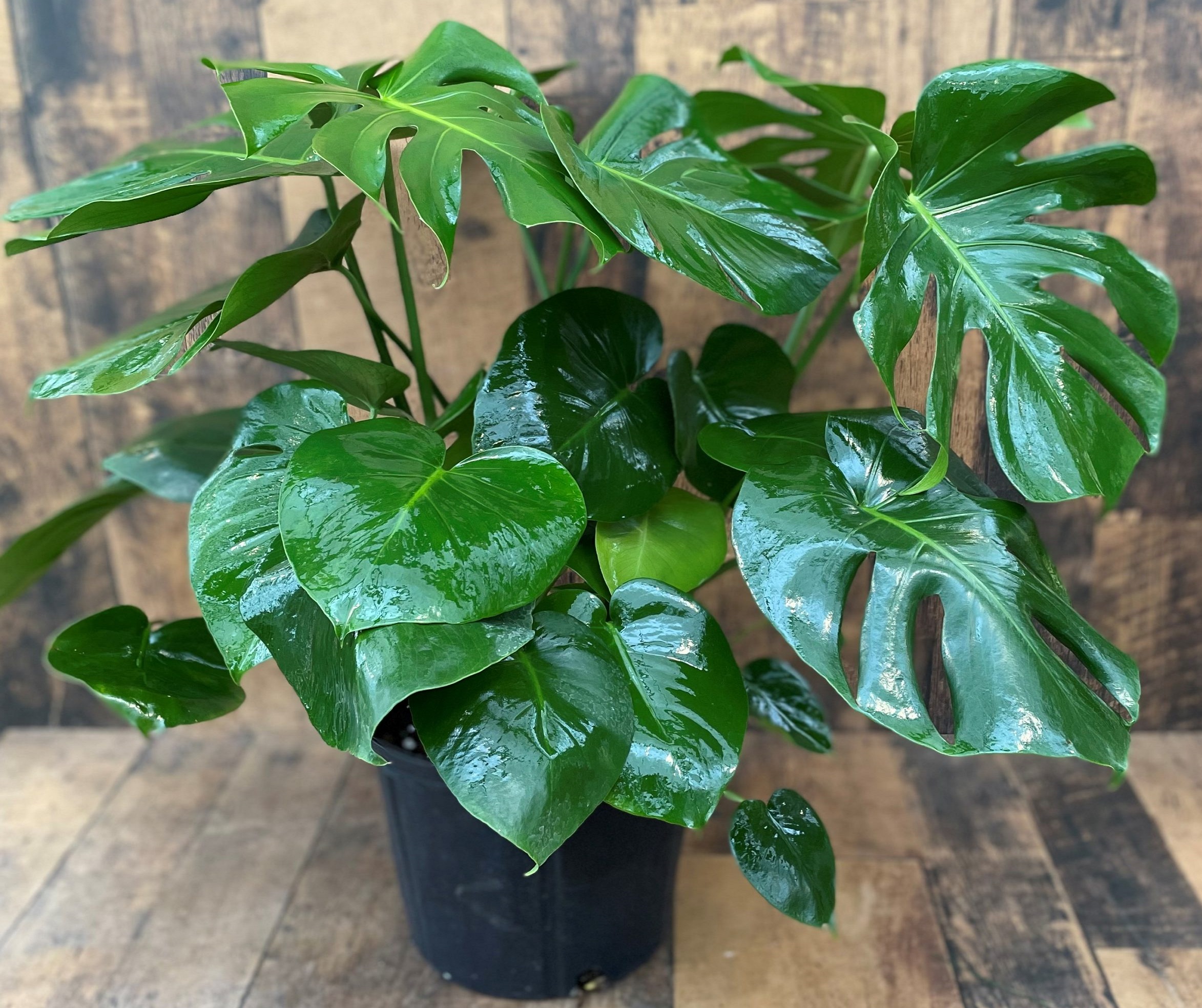 روش تکثیر گل برگ انجیری