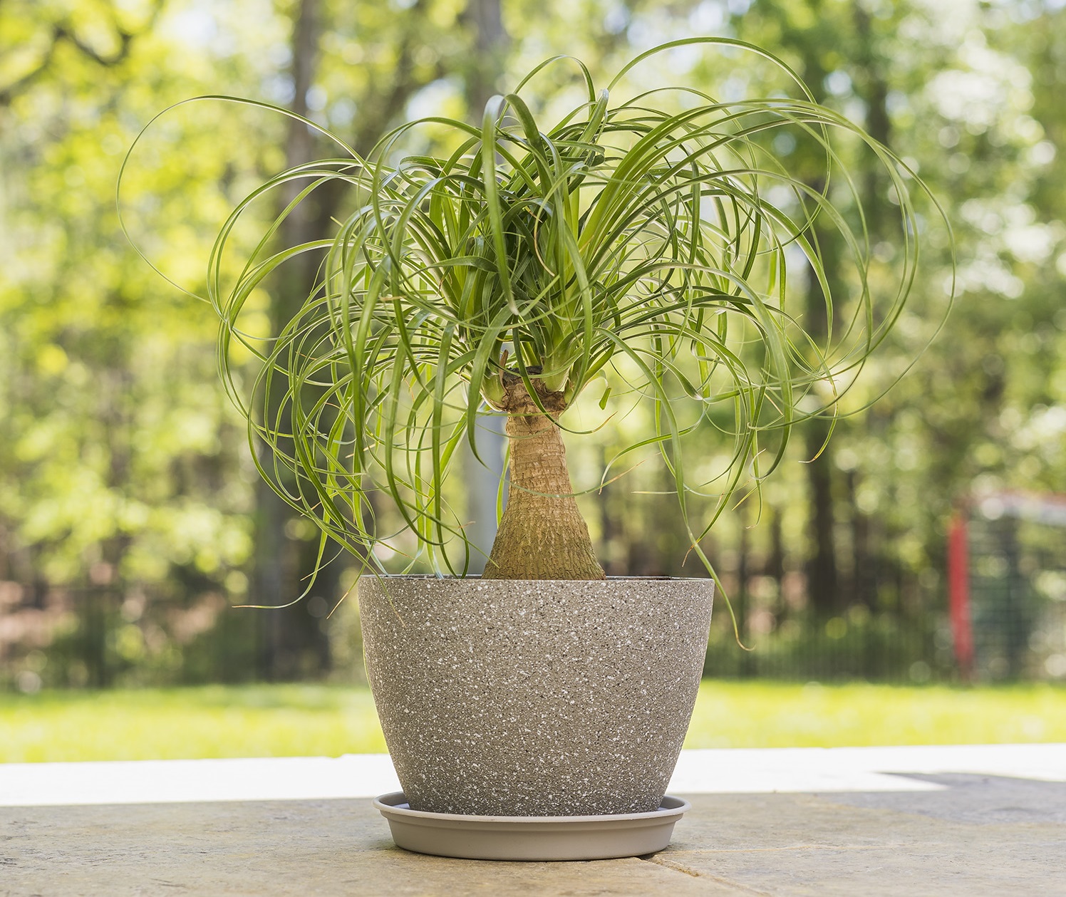 درختچه لیندا