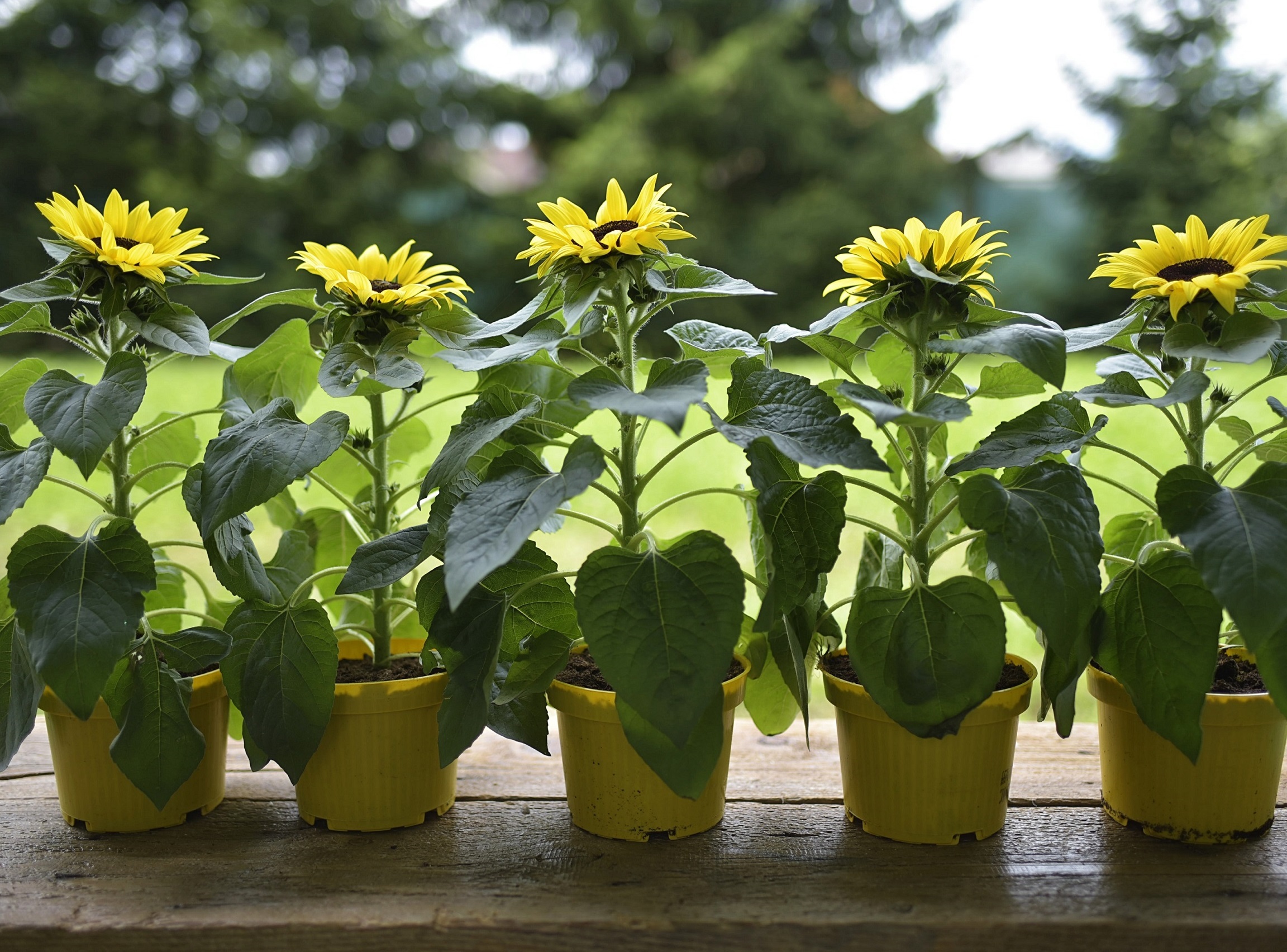 نگهداری آفتابگردان در گلدان