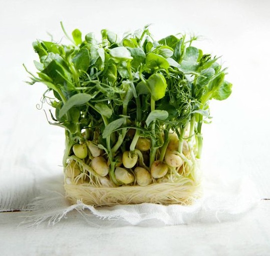 کاشت سبزه نخود