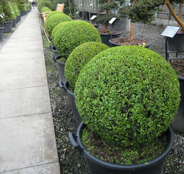 نگهداری شمشاد در باغچه و حیاط