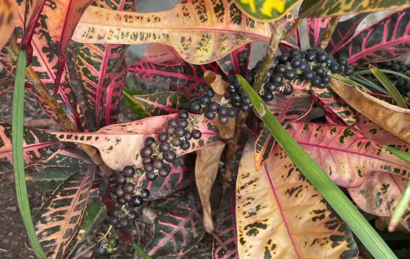 روش تکثیر با بذر گل کروتون