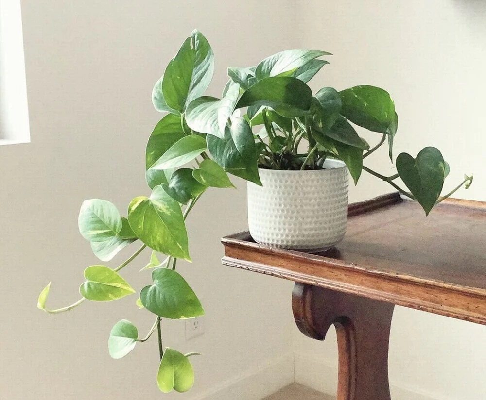 گیاهان ثروت ساز و پول ساز