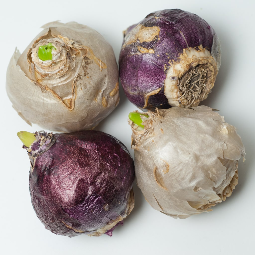 نگهداری پیاز گل سنبل تا یک سال