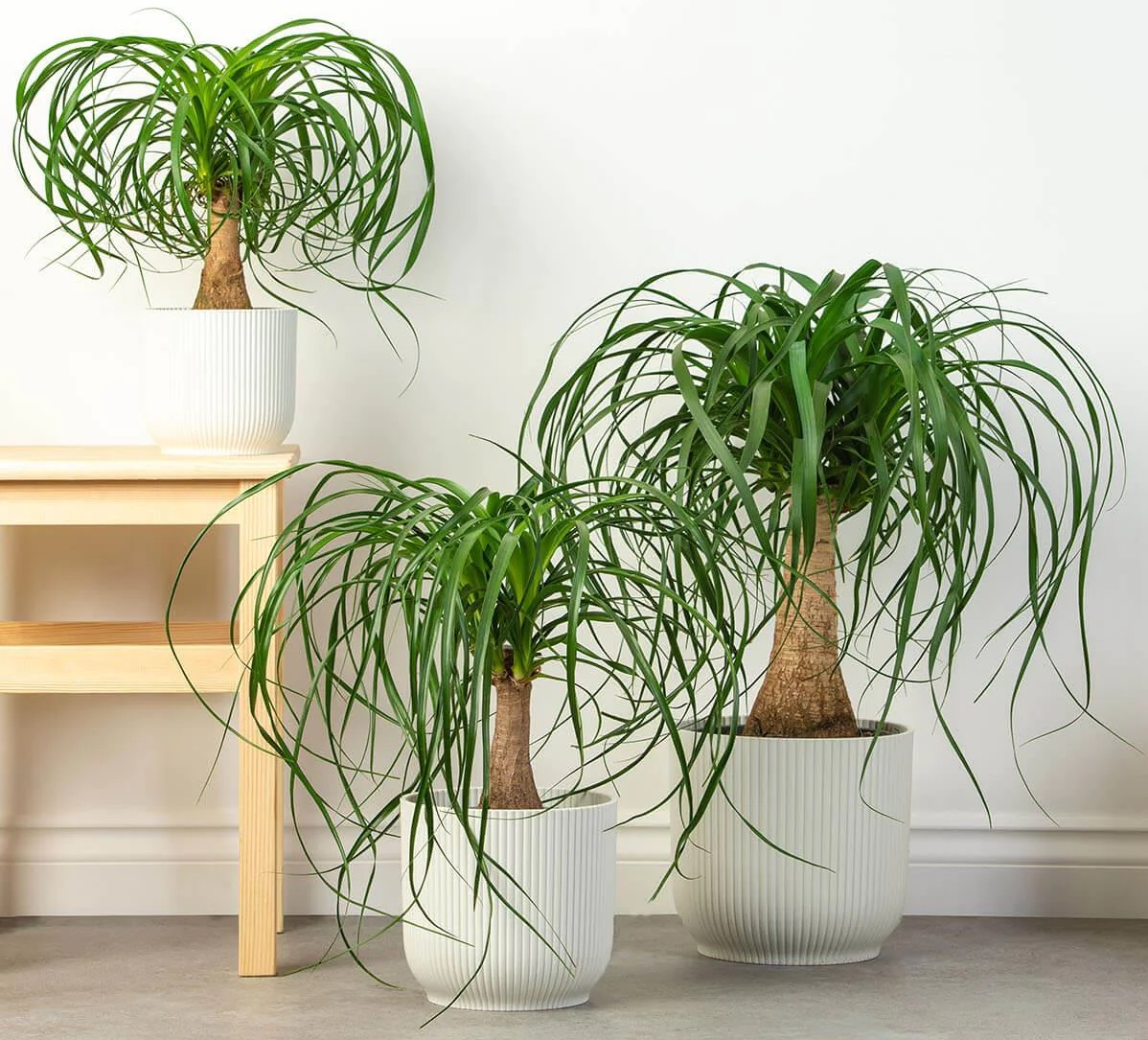 نحوه نگهداری گل پافیلی