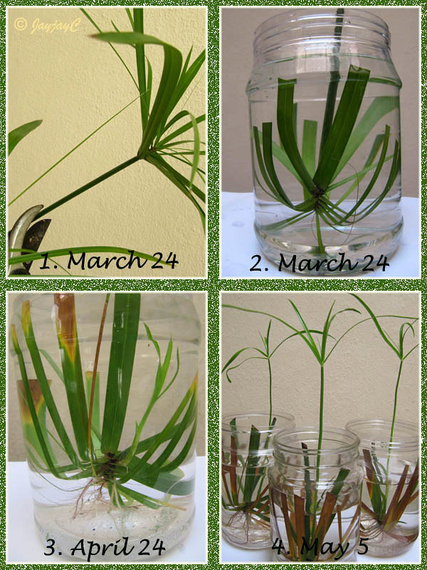 تکثیر نخل مرداب با برگ در آب