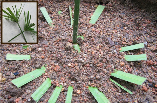 تکثیر برگ در خاک نخل مرداب