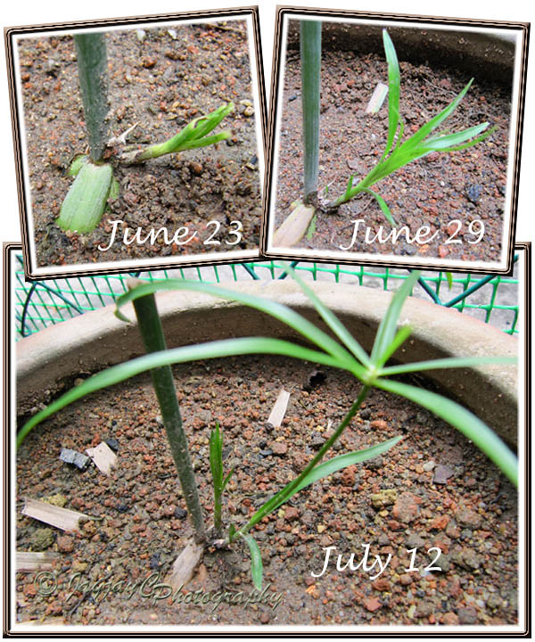 روش تکثیر نخل مرداب در آب