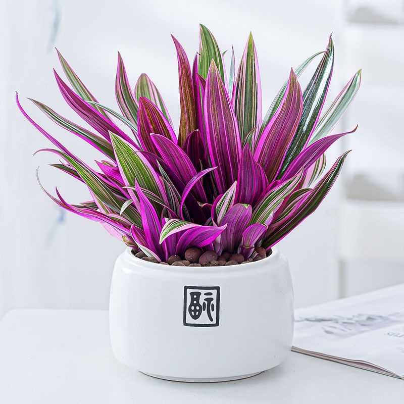 گل گندمی بنفش