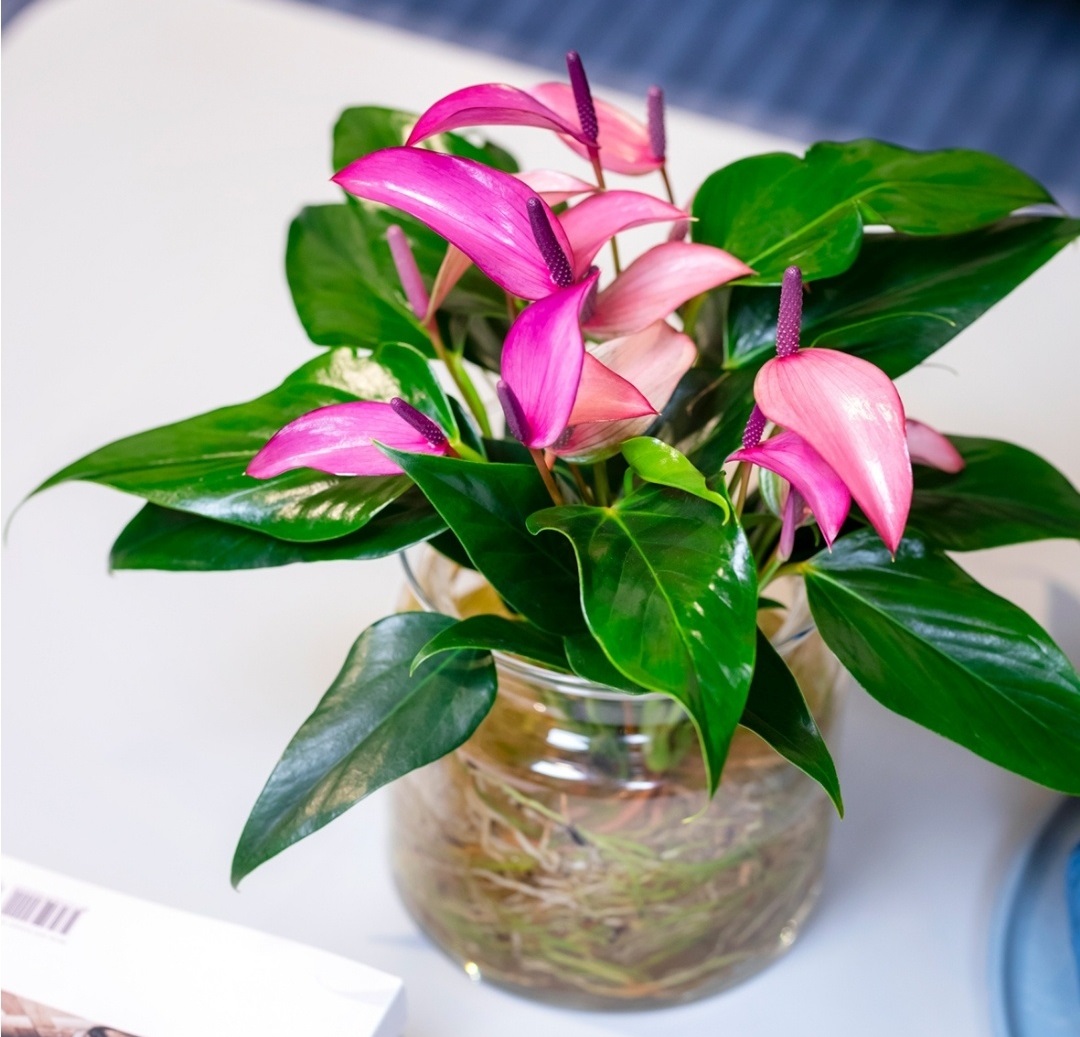 نگهداری انواع گل آنتوریوم