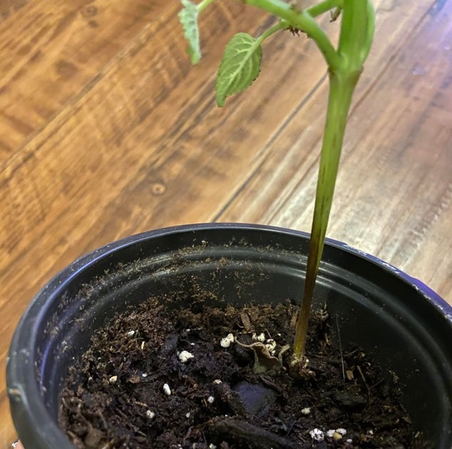 سیاه شدن برگ حسن یوسف