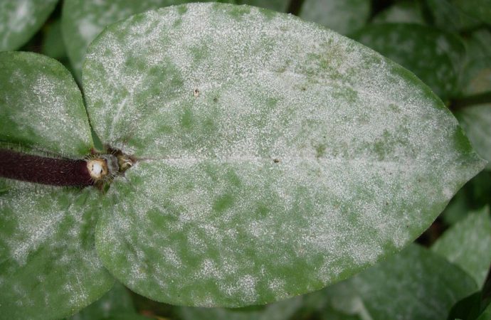 سفیدک پودری