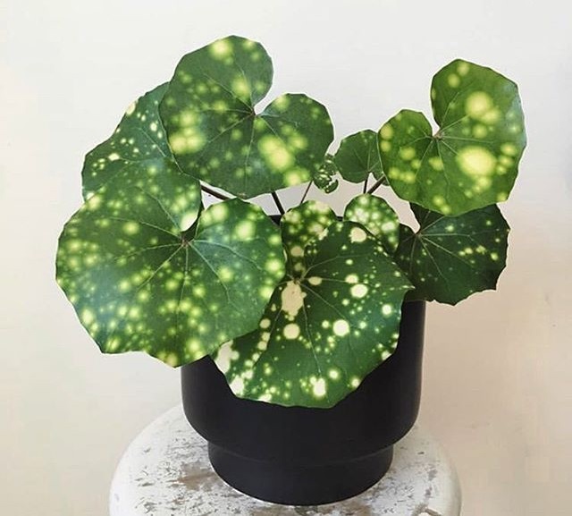 گیاه برگ پهن ابلق