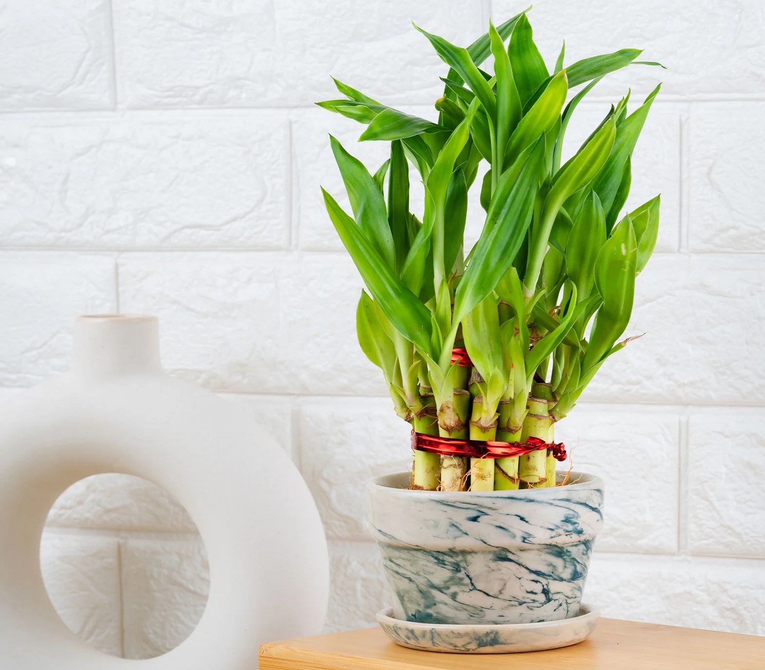 گل خانگی لوکس