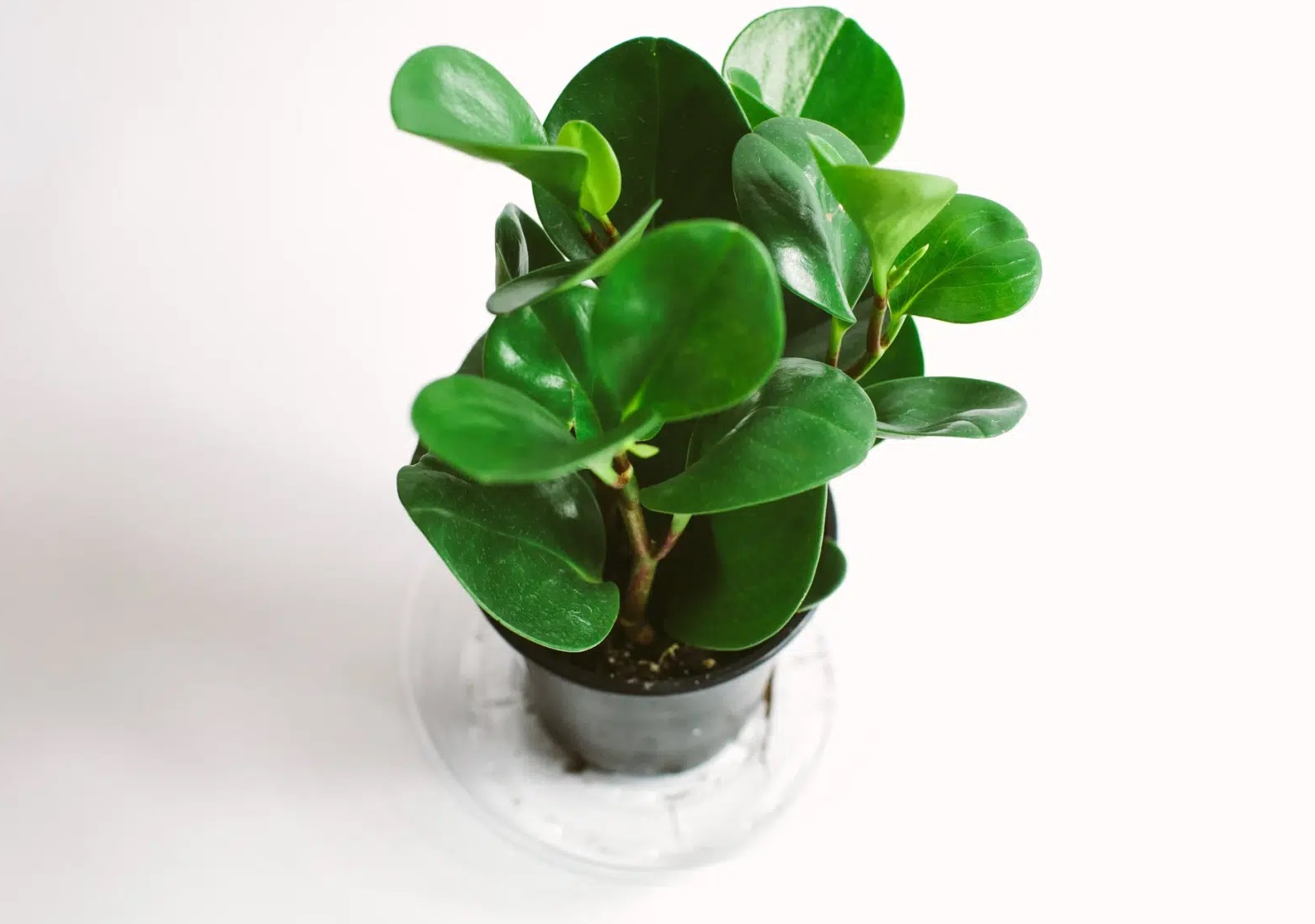 نگهداری گل قاشقی در منزل