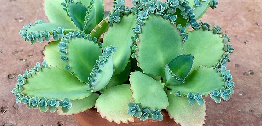 کاکتوس اشک تمساح